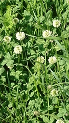 Trifolium repens