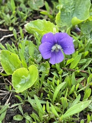 Viola sororia