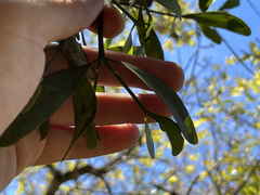 Phoradendron quadrangulare