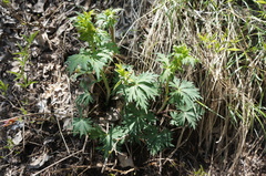 Aconitum kusnezoffii