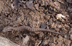 Elgaria multicarinata multicarinata