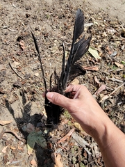 Corvus brachyrhynchos