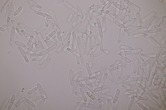 Ramularia macrospora