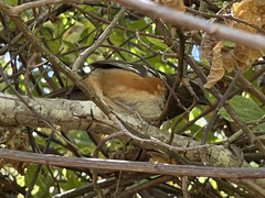 Pipilo maculatus socorroensis