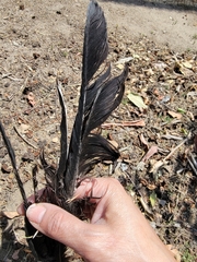 Corvus brachyrhynchos