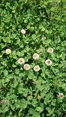 Trifolium repens