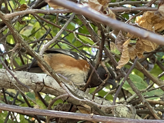 Pipilo maculatus socorroensis