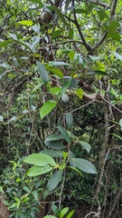 Anodendron