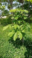 Aesculus turbinata