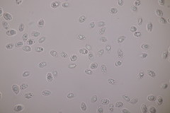 Mycena silvae-nigrae