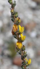 Aspalathus caledonensis