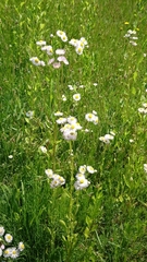 Erigeron philadelphicus