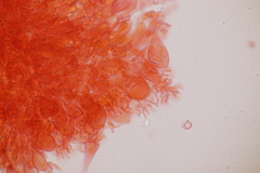 Mycena silvae-nigrae