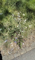 Anthriscus sylvestris