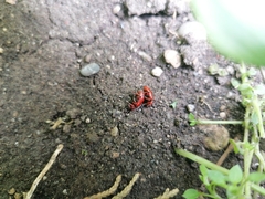 Lilioceris merdigera