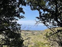 Sideroxylon socorrense