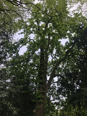 Aesculus hippocastanum