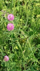 Trifolium pratense