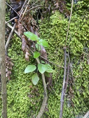 Epilobium rotundifolium