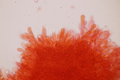 Mycena silvae-nigrae