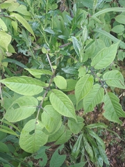 Solanum violaceimarmoratum