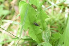 Ruellia cordata