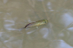 Blackspotted Nothobranch photo 2