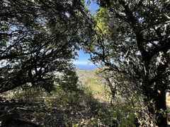 Sideroxylon socorrense