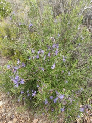 Salvia rosmarinus
