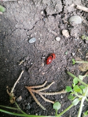 Lilioceris merdigera