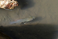 Blackspotted Nothobranch photo 4