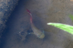 Blackspotted Nothobranch photo 3