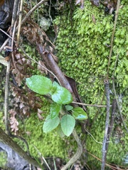 Epilobium rotundifolium
