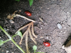 Lilioceris merdigera