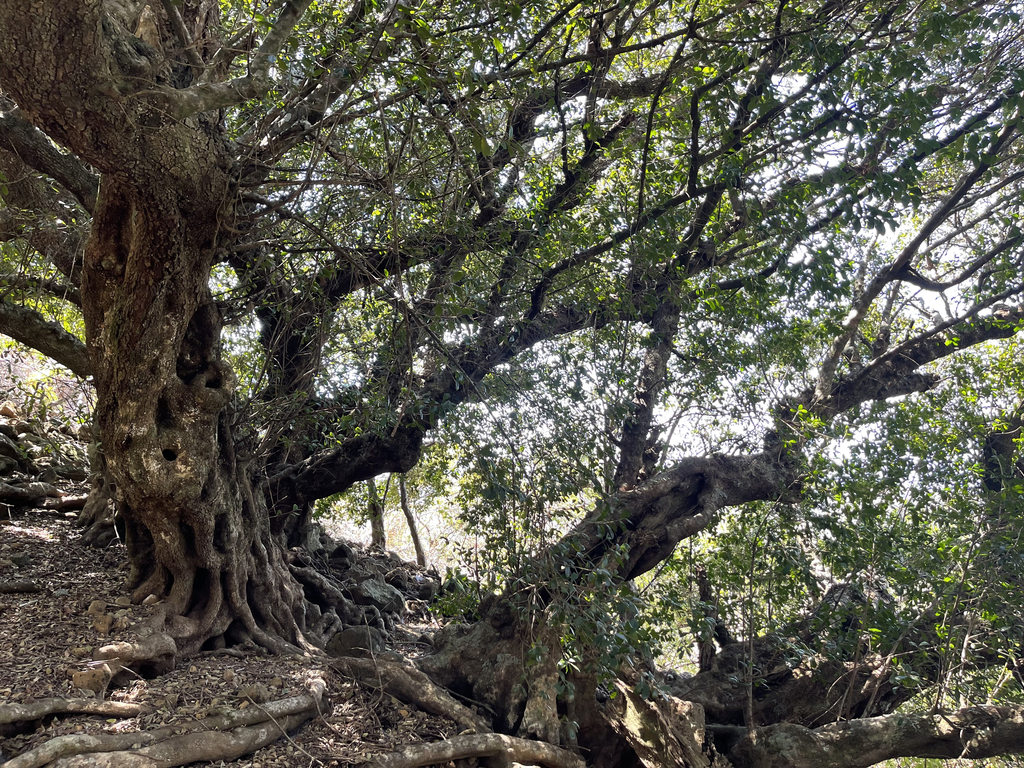 Sideroxylon socorrense