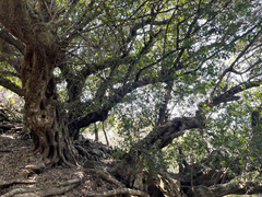 Sideroxylon socorrense