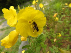 Megachile