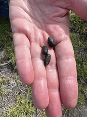 Raphicerus melanotis
