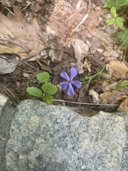 Phlox divaricata divaricata