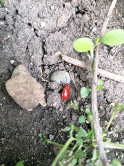 Lilioceris merdigera