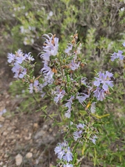 Salvia rosmarinus