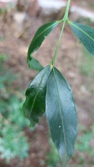 Pleurostylia capensis