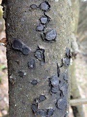 Biscogniauxia repanda