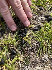 Raphicerus melanotis