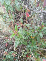 Brachyotum grisebachii