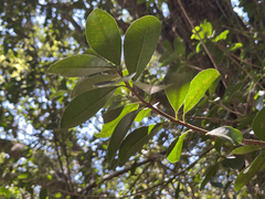 Sideroxylon socorrense