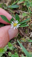 Noticastrum