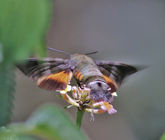 Macroglossum glaucoptera