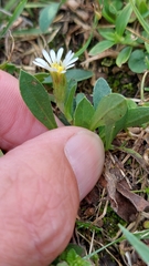 Noticastrum