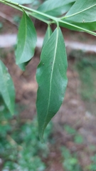 Pleurostylia capensis